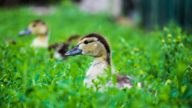 Ilustrasi Penyebab Entok Kurus. Sumber: Unsplash