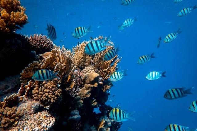 Ilustrasi ikan ringau, sumber foto: Francesco Ungaro by pexels.com