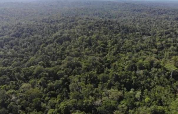 Ilustrasi Hutan Papua, sumber: Shutterstock