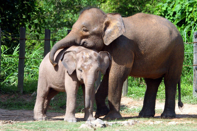 Ilustrasi gajah borneo alias gajah Kalimantan. Foto: ylq/Shutterstock