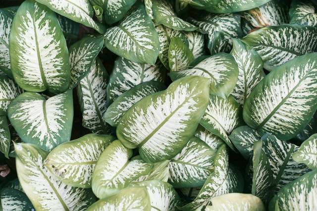 Ilustrasi bunga aglonema. Sumber foto: Unsplash