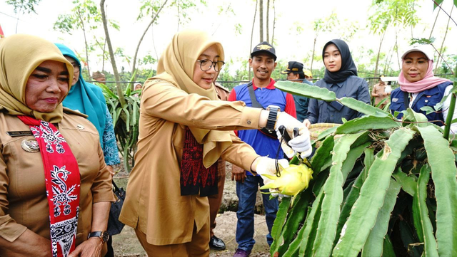 Bupati Banyuwangi, Ipuk Fiestiandani memanen buah naga kuning miliki Mulyadi di Desa Sumberagung Kecamatan Pesanggaran. Foto: Dok. Istimewa