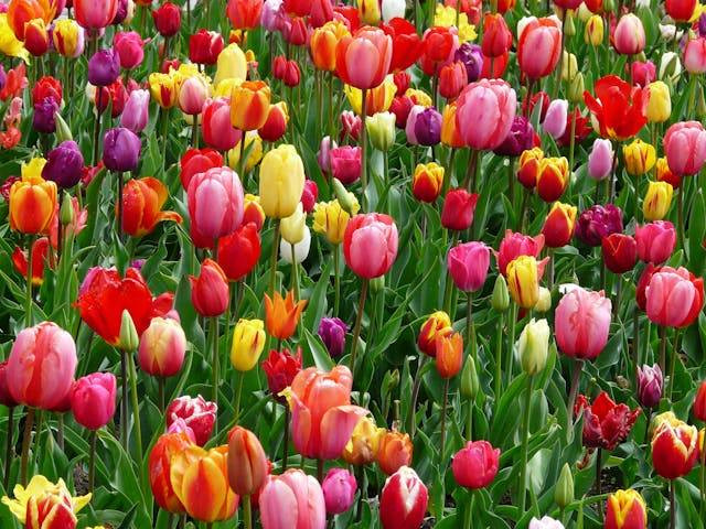 Keukenhof garden. Foto hanya ilustrasi, bukan gambar tempat sebenarnya. Sumber foto: Pexels/Pixabay