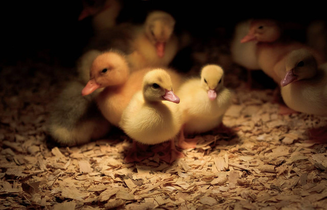 Ilustrasi bebek kecil. Sumber foto: Unsplash