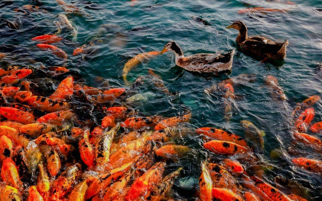 Ilustrasi ciri-ciri ikan koi jamuran. Sumber: Alisha Lubben/pexels.com