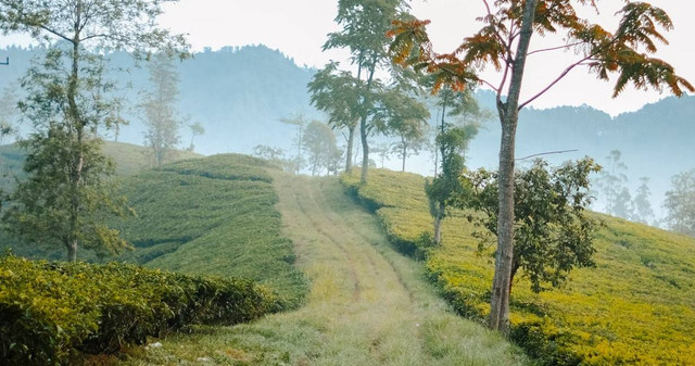 Wisata di Ciwidey yang lagi viral. Sumber: Unsplash/yusup rachman