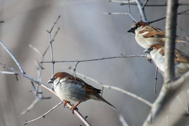 ilustrasi burung pipit (Pexels)