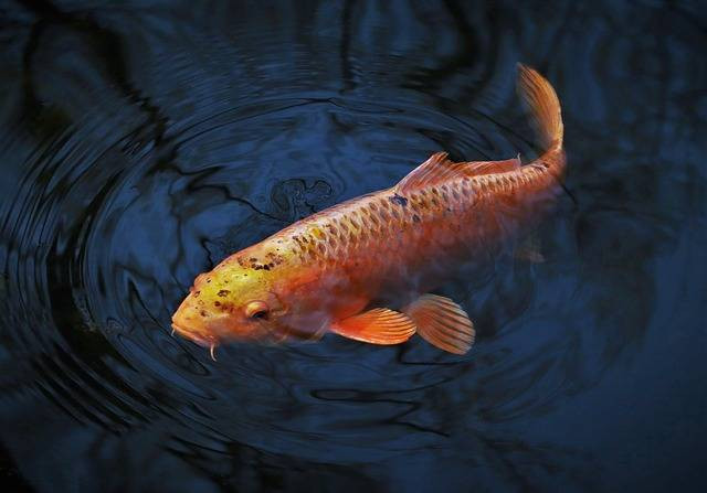 Ilustrasi manfaat memelihara koi. Sumber: pixabay