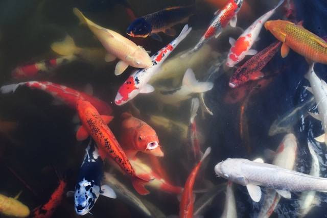 Ilustrasi Manfaat Maggot untuk Ikan Koi. Foto: dok. Unsplash/Tim Kalka