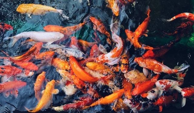 Ilustrasi Manfaat Garam untuk Ikan Koi. Foto: dok. Unsplash/Katie McNabb