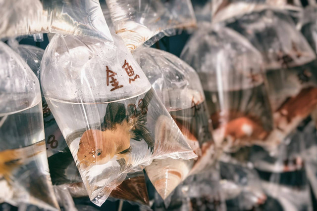 Ilustrasi ikan mas koki. Sumber foto: Unsplash