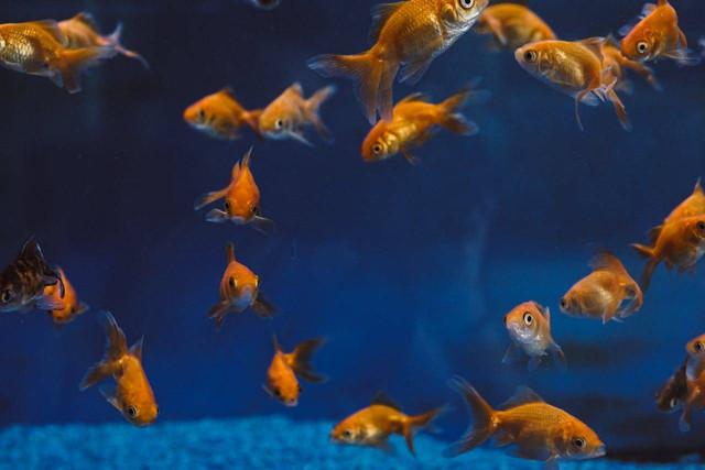 ilustrasi ikan mas koki (Pexels)