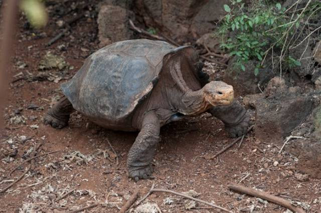 Ilustrasi ciri ciri kura kura galapagos, sumber foto: tommaso picone by pexels.com