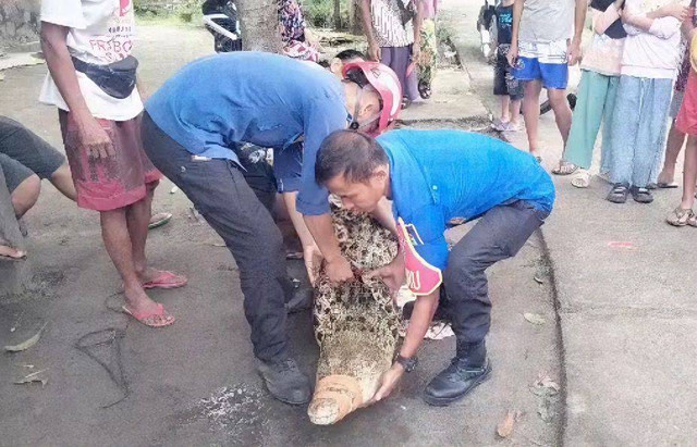 Buaya yang berhasil di evakuasi Damkarmat Lampung Selatan di Desa Bandar Agung, Kecamatan Ketapang pada Selasa (2/7) | Foto : Damkarmat Lamsel