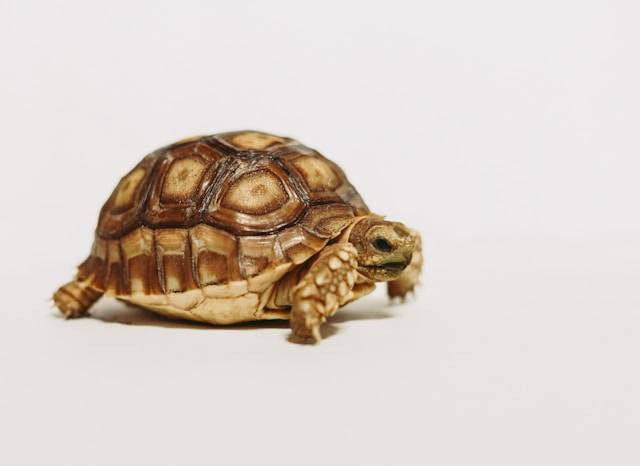 Ilustrasi Ciri-ciri Kura-Kura Sulcata. Foto: dok. Unsplash/Craig Pattenaude