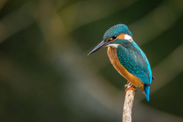 Ilustrasi manfaat mandi malam untuk  burung trucukan. Sumber foto: Unsplash