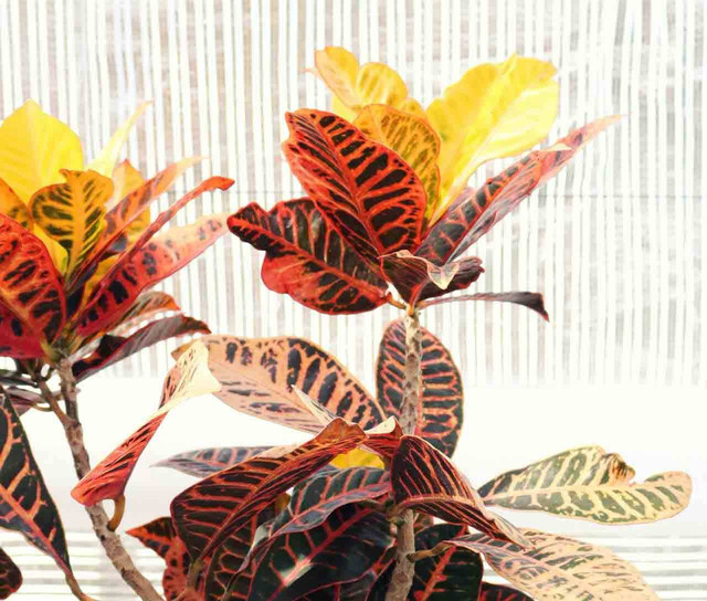 ilustrasi tanaman puring (Pexels)