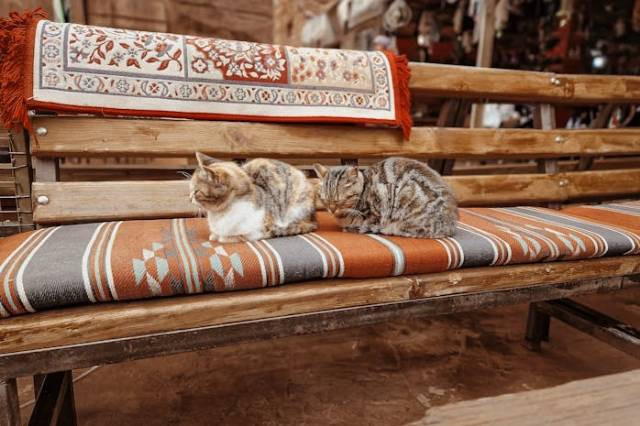 Ilustrasi doa untuk hewan peliharaan yang hilang, sumber foto: Claudia Schmalz by pexels.com