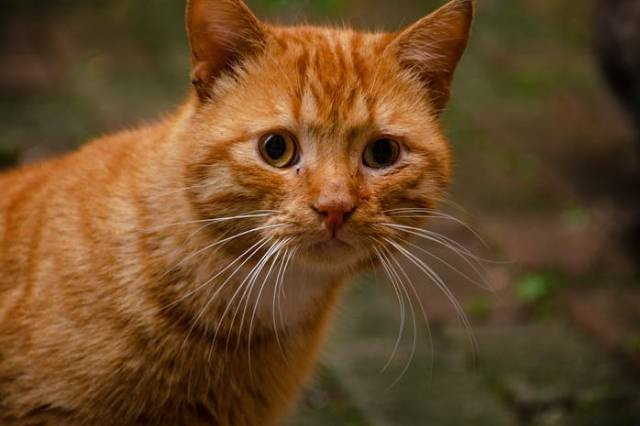 Ilustrasi tips merawat kucing hamil, sumber foto: Özge Karabal by pexels.com