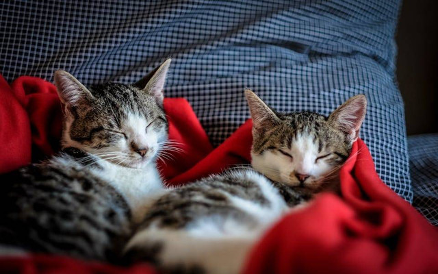 Ilustrasi apakah anak kucing 3 minggu boleh makan. Sumber: Francesco Ungaro/pexels.com