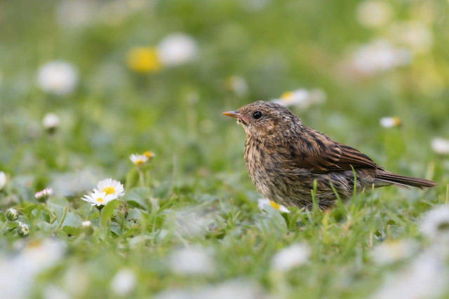 ilustrasi burung ciblek (Pexels)