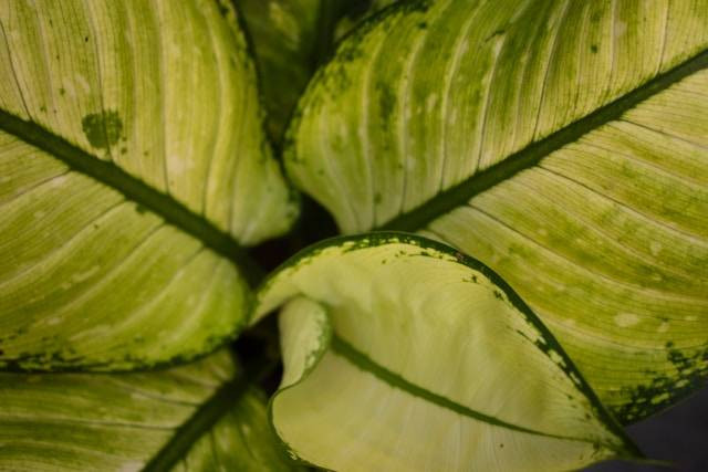 Apakah Bunga Aglonema Harus Dibuang? Foto Hanya Ilustrasi. Sumber Foto: Unsplash.com/Agung hendri