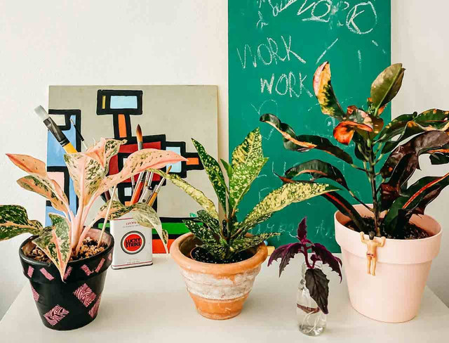 ilustrasi pot aglonema (Pexels)