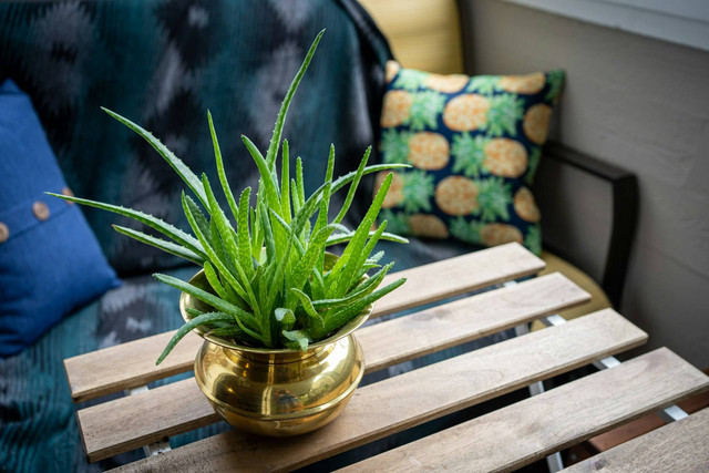 Ilustrasi pot lidah buaya. Sumber foto: Unsplash