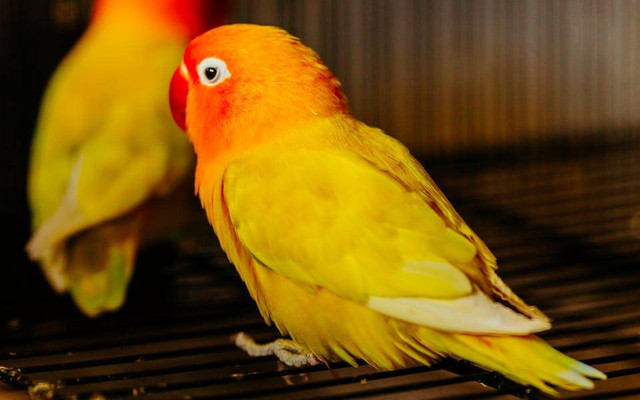 Ilustrasi penyebab burung lovebird hilang suara. Sumber: Jonathan Borba/pexels.com