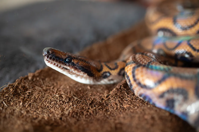 Ular boa pelangi. Foto: Shutterstock
