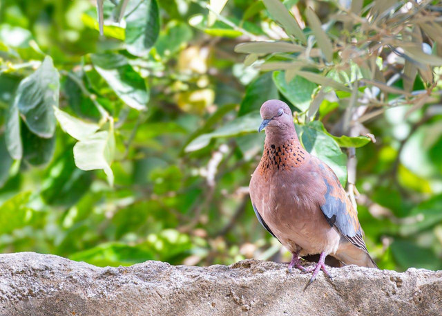 ilustrasi burung merpati (Pexels)