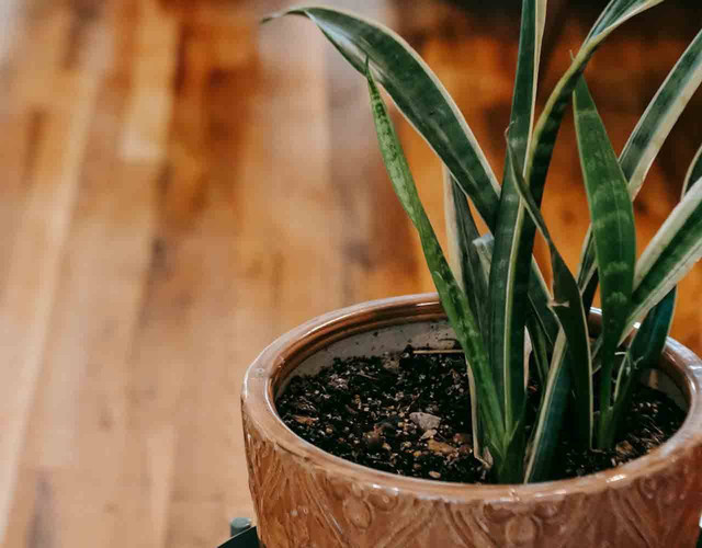 ilustrasu lidah mertua indoor (Pexels)