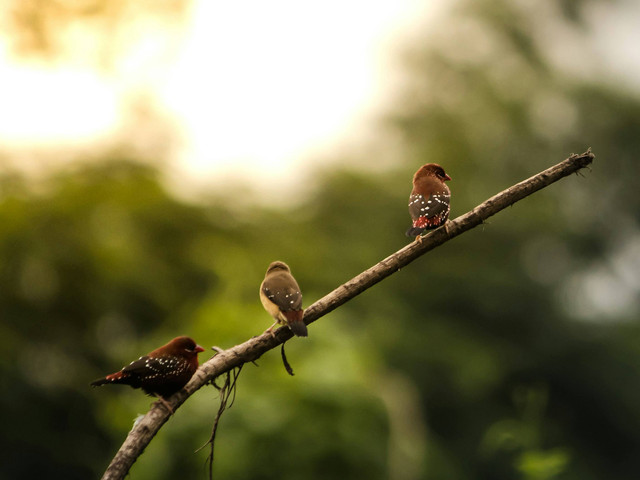 Ilustrasi Cara Menjodohkan Burung Zebra Finch. Sumber: Unsplash