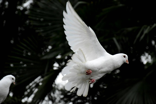 Ilustrasi manfaat terasi untuk merpati. Sumber foto: Unsplash