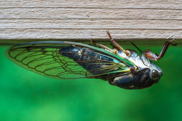 Ilustrasi manfaat jangkrik. Sumber foto: Unsplash'