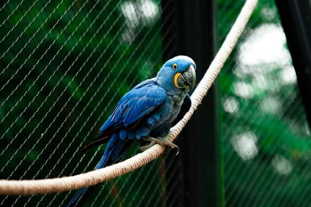 Ilustrasi cara burung berkomunikasi, sumber foto: Zhine Pics by pexels.com