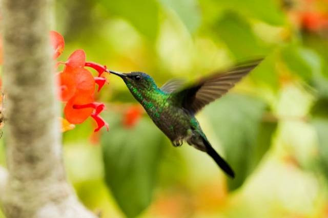 Ilustrasi cara adaptasi burung kolibri, sumber foto: Djalma Paiva Armelin by pexels.com