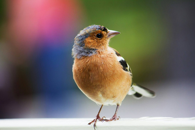Ilustrasi Tips Perawatan Burung Wambi. Sumber: unsplash