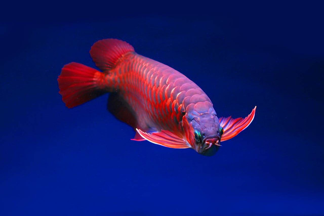 ilustrasi ikan Arwana (Pexels)