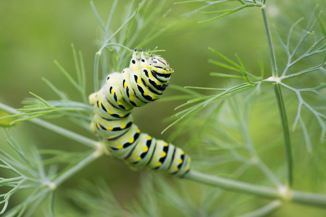 Ilustrasi ulat jerman. Sumber foto: Unsplash