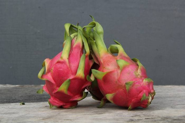 Ilustrasi Buah Galak MPLS. Sumber: unsplash/ Herry Sucahya
