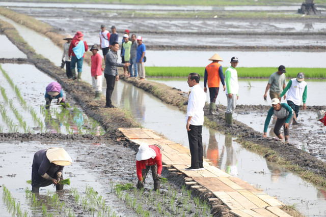 Presiden Joko Widodo saat meninjau pompanisasi di Desa Bandan Hurip, Kecamatan Palas, Kabupaten Lampung Selatan, Kamis (11/7/2024). Foto: Dok. Kementan