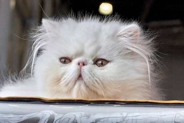 Ilustrasi perbedaan ciri kucing persia dan anggora. Foto: Sergey Semin/Unsplash