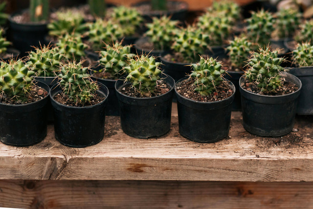 Foto Hanya Ilustrasi: Daun Sukulen Rontok. Sumber: Anna Khomutova/Pexels.com