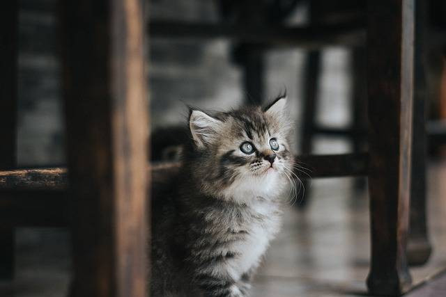 Ilustrasi penyebab bulu kucing anggora rontok, sumber foto: Iqbal Nuril Anwar by pixabay.com