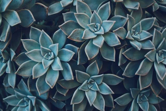 Apakah Sukulen Perlu Sinar Matahari? Foto Hanya Ilustrasi. Sumber Foto: Unsplash.com/Blanca Paloma Sánchez