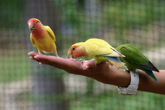 Ilustrasi Penyebab Lovebird Sering Mangap. Sumber: Unsplash