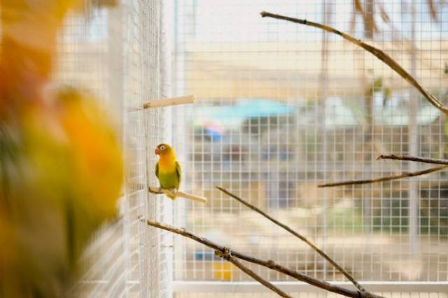Ilustrasi apakah lovebird makan pisang, sumber foto: Ayyeee Ayyeee by pexels.com