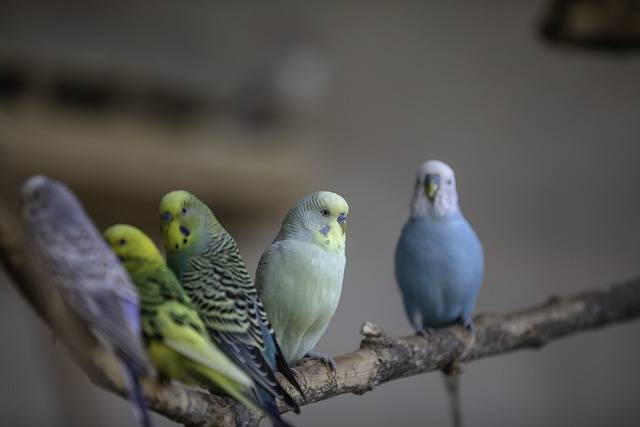 Ilustrasi apakah pakan kenari dan lovebird sama, sumber foto: Anil sharma by pixabay.com
