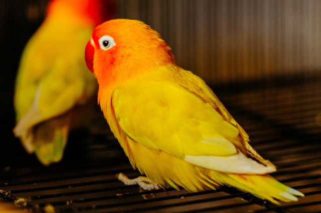 Ilustrasi cara melatih lovebird free fly. Sumber: pixabay